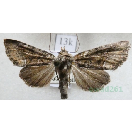 Oligia versicolor (Borkhausen, 1792) Czech13k